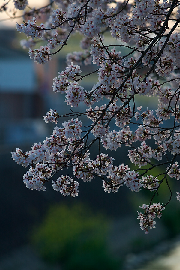 朝桜