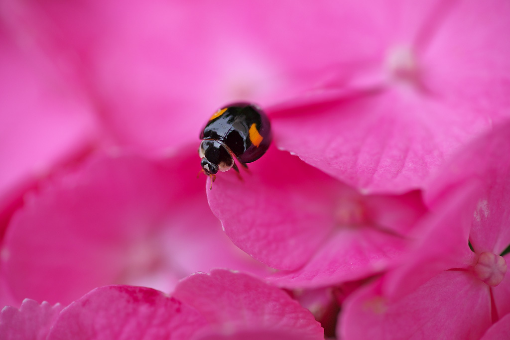 紫陽花