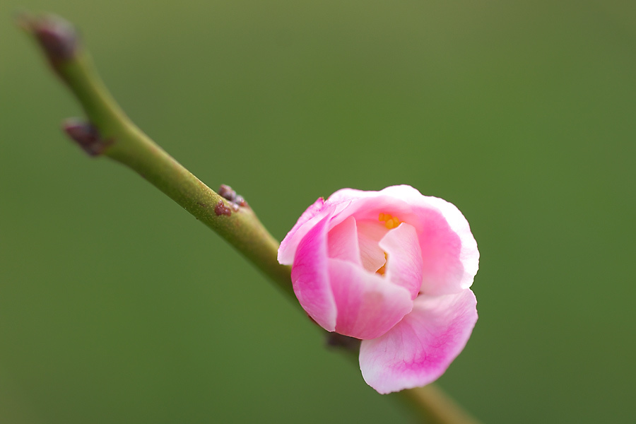 蕾