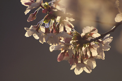 朝桜
