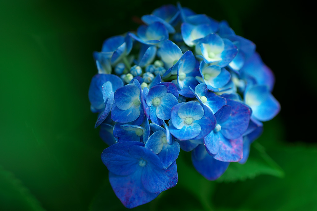 紫陽花