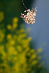 朝桜