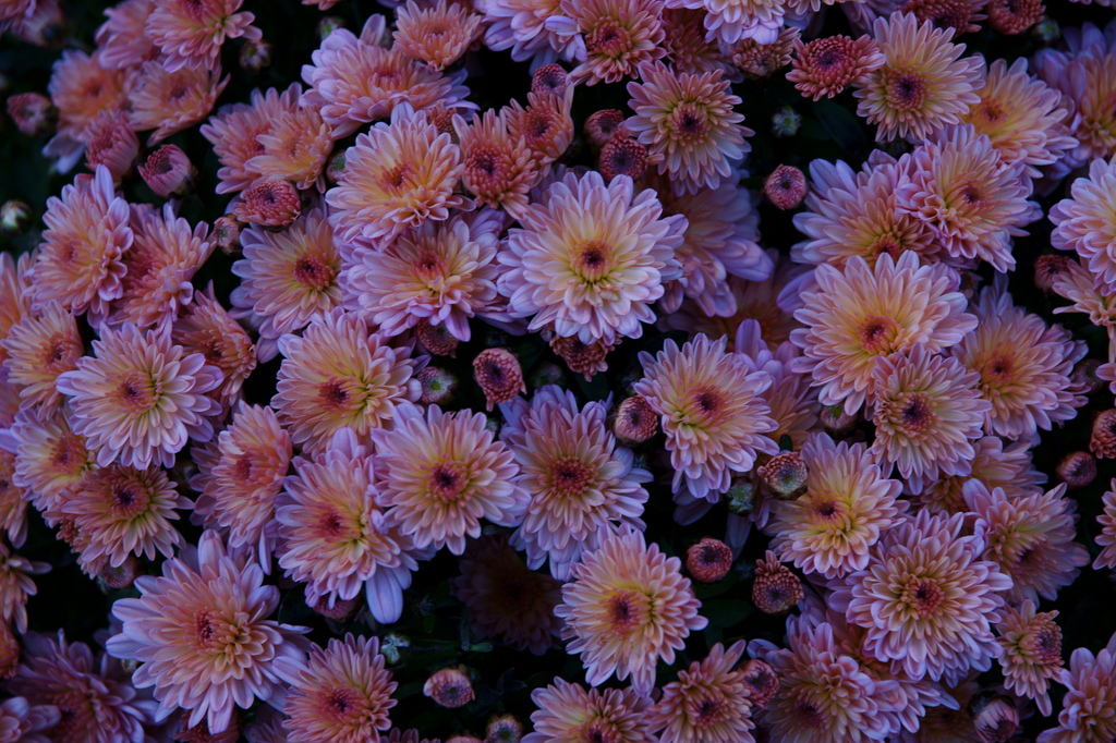 宵花