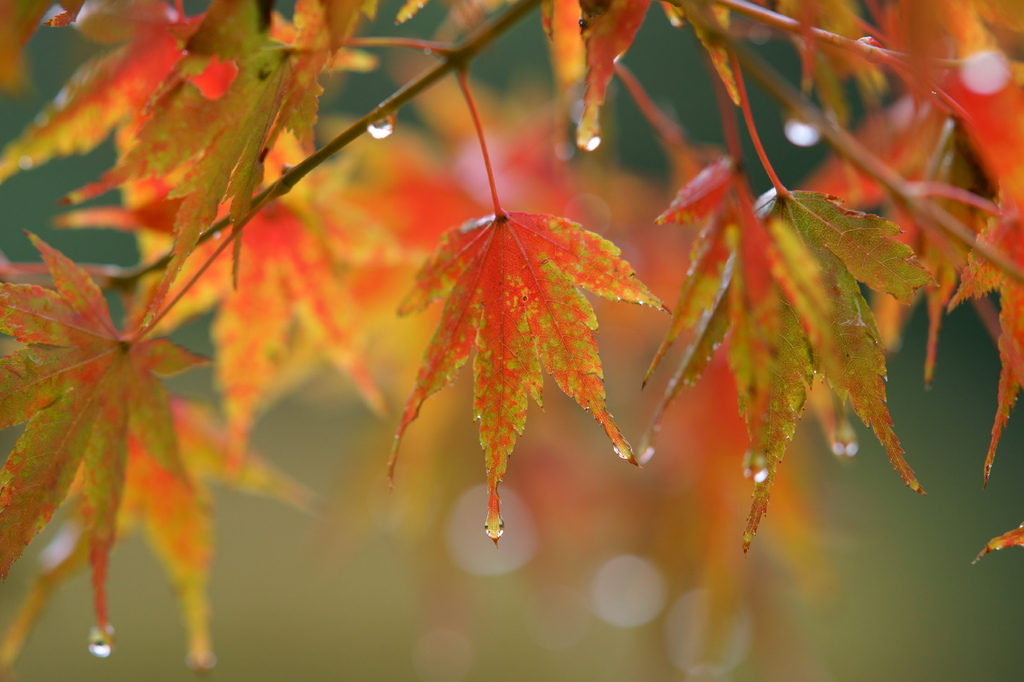 雫紅葉