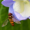 紫陽花と蜂