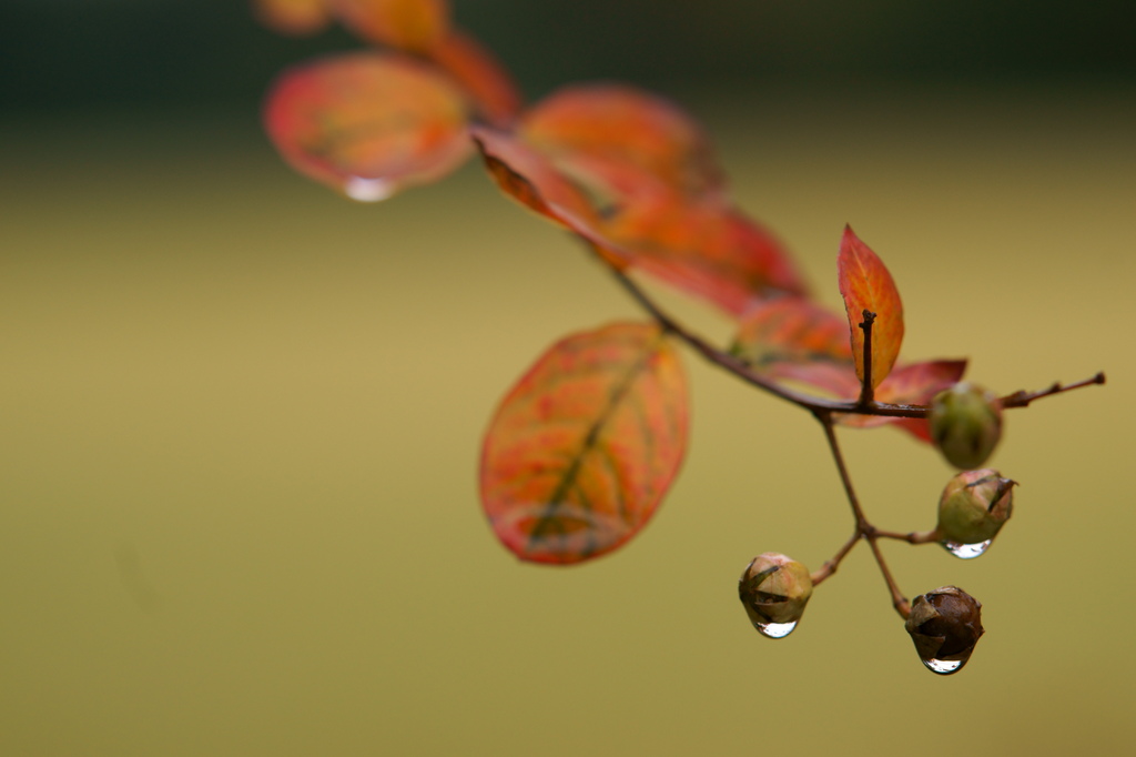 雨滴