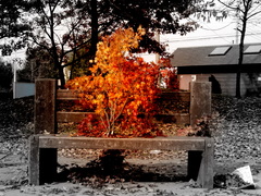 紅葉ベンチ