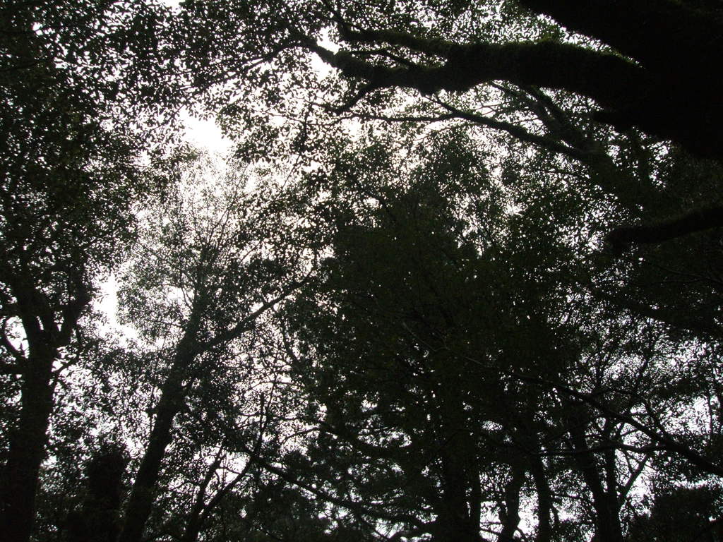 leaf storm