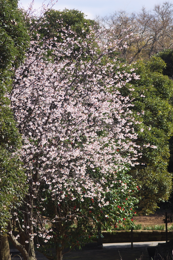 sakura