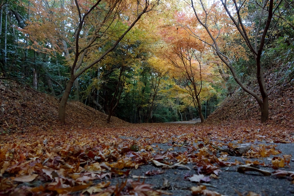 秋の小路