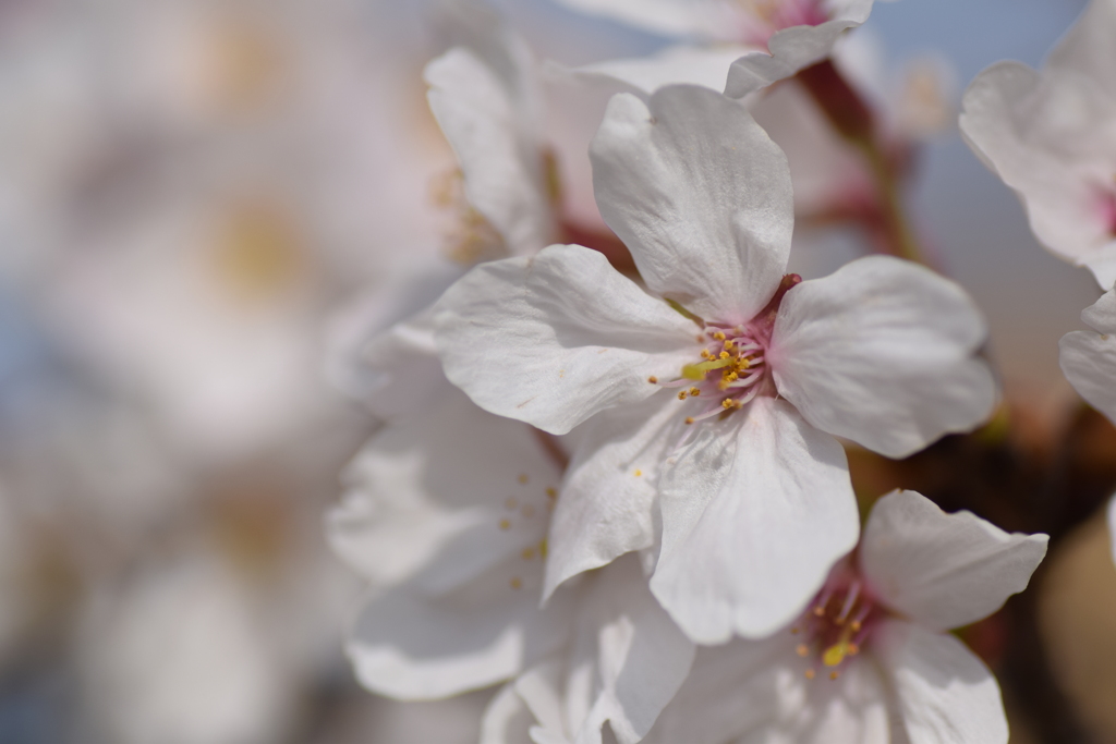 2021 桜 2