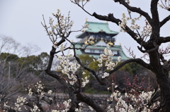 大阪城　梅林