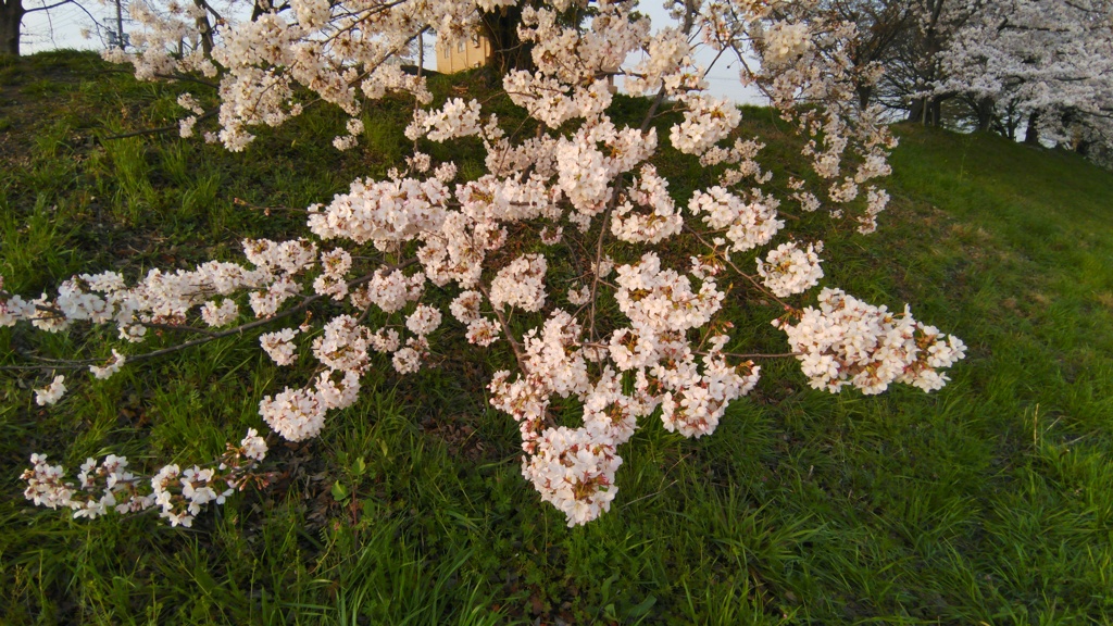 2021 桜 3