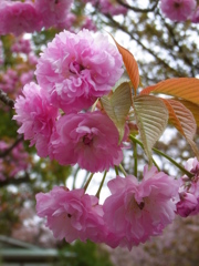 ボタン桜