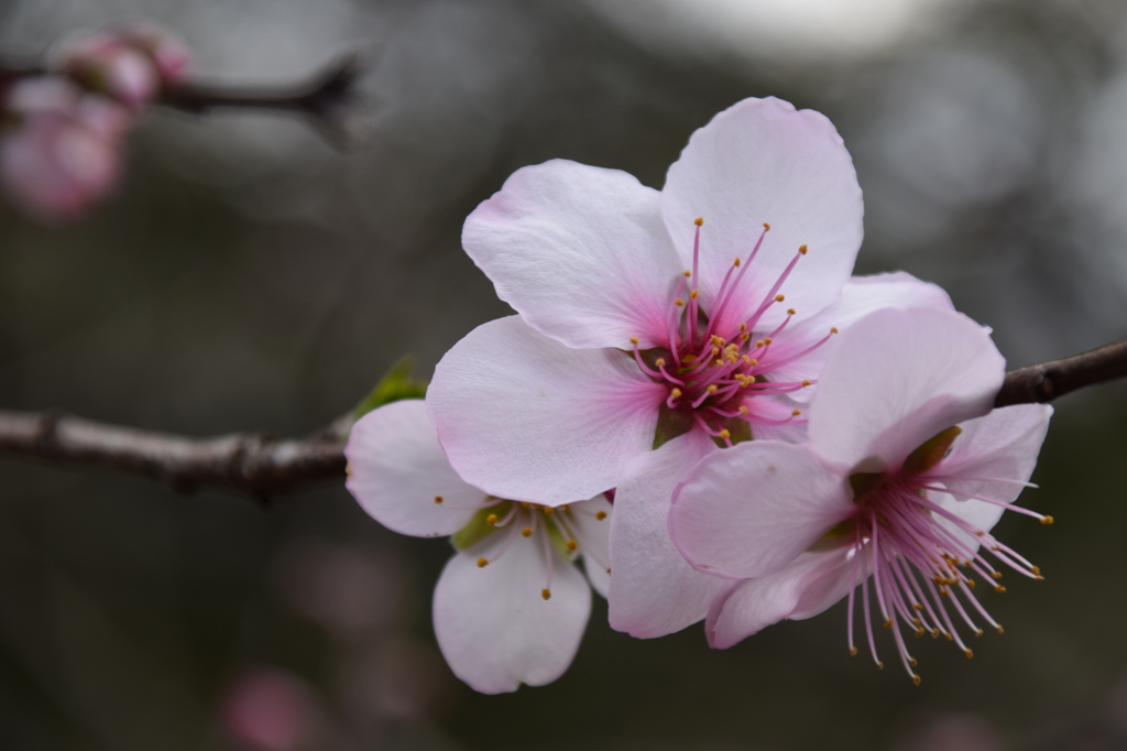 2016　桜