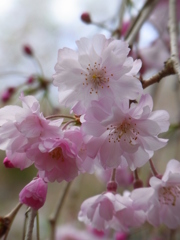 薄桜色