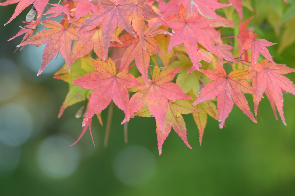 2019 紅葉 3