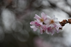 2016　寒桜