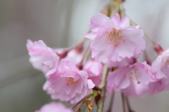 2017 桜