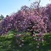 2016　桜　7