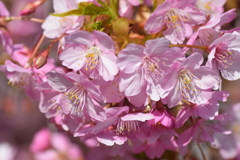 2020 河津桜 