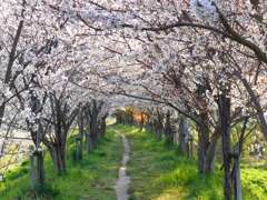 春の散歩道