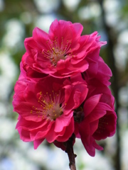 桃の花