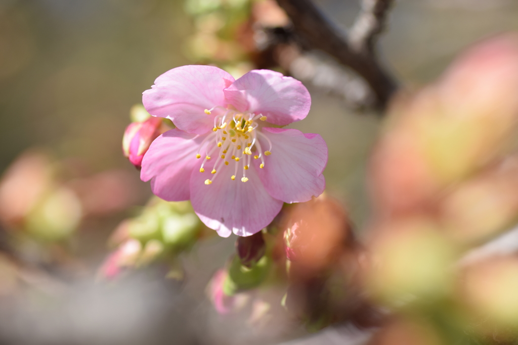 2021 河津桜 2