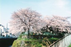 天神川の桜