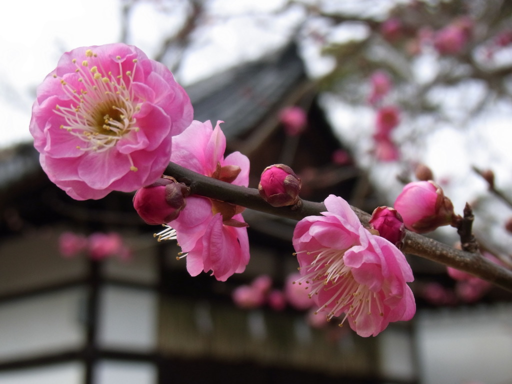 梅の花