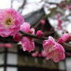 梅の花