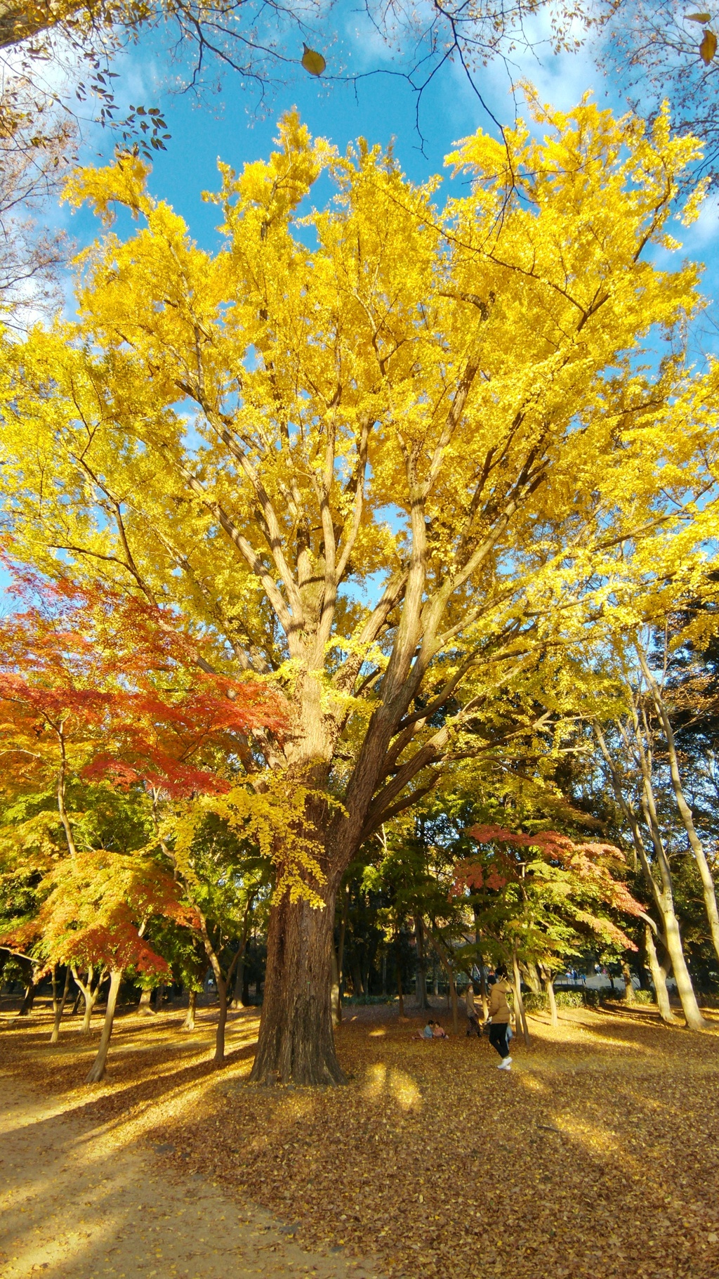 2021 銀杏