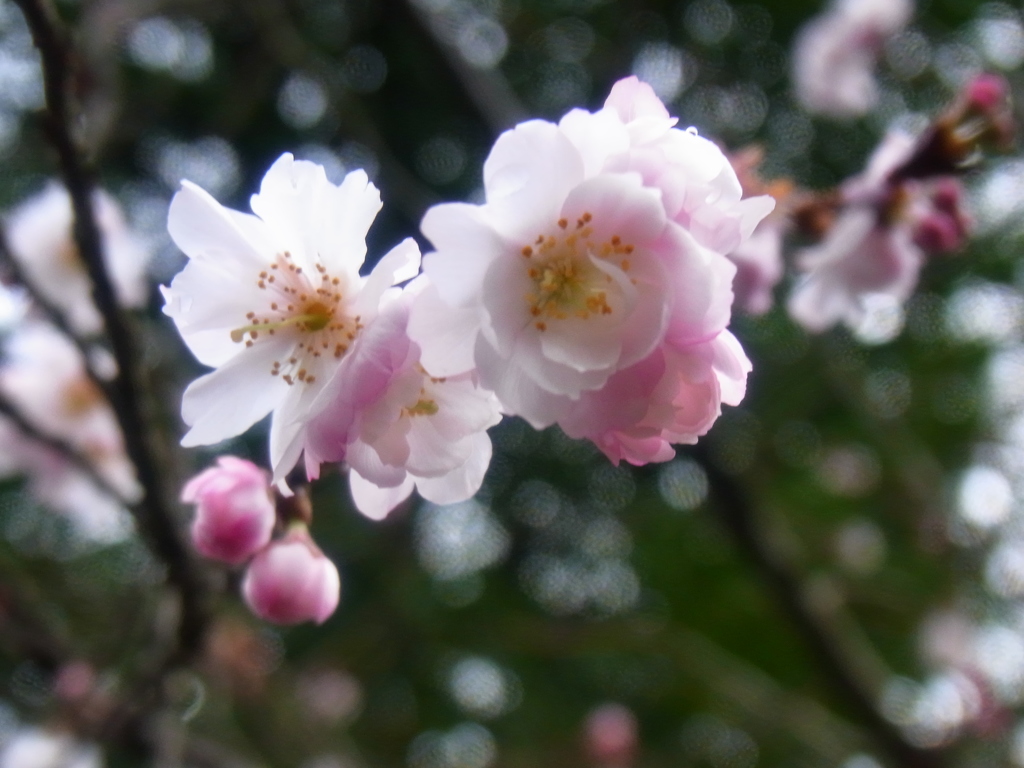 寒桜　2015