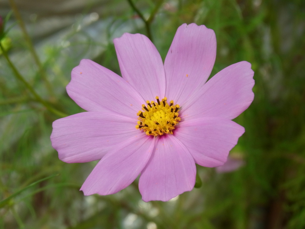 コスモス