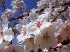 満開の桜