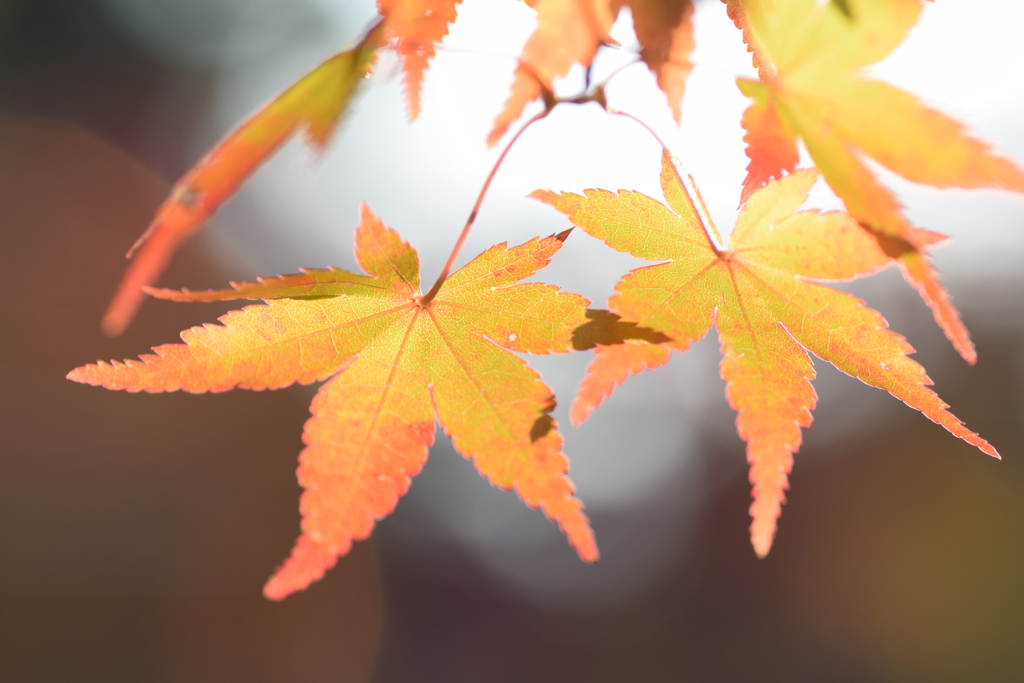 2018 紅葉