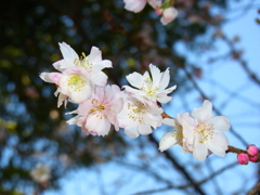 寒桜