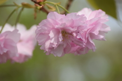 2019 桜 3