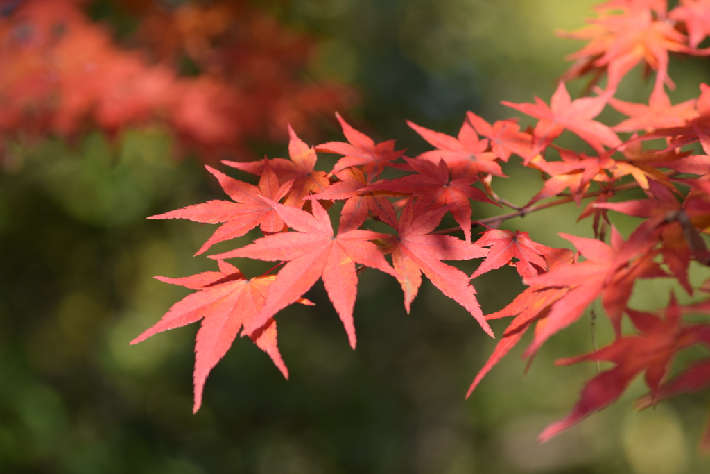 2019 紅葉 2