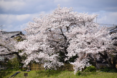 2020 桜 5 