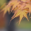 もみじ