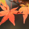 2018 紅葉 2