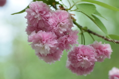 突羽根桜
