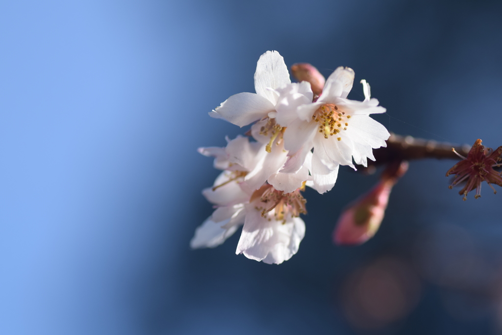 2017 寒桜