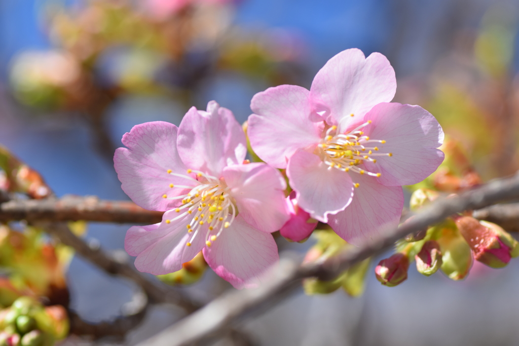 2021 河津桜