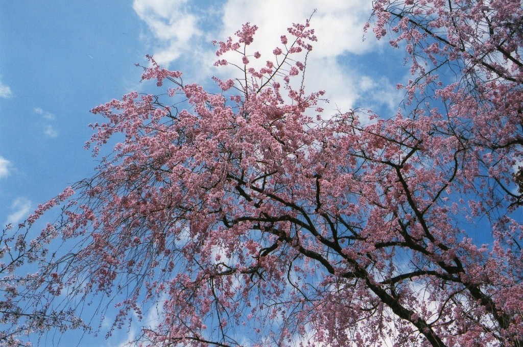 しだれ桜