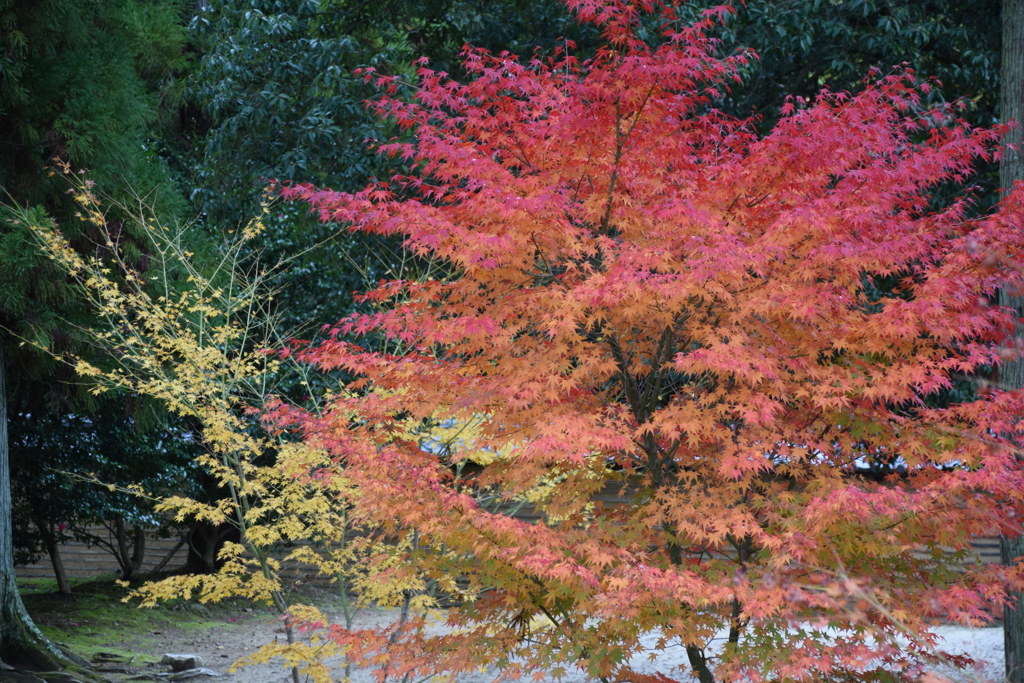 紅葉