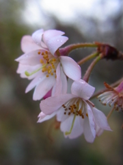 2014　寒桜
