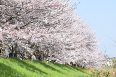 2018　桜　2