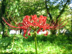 彼岸花